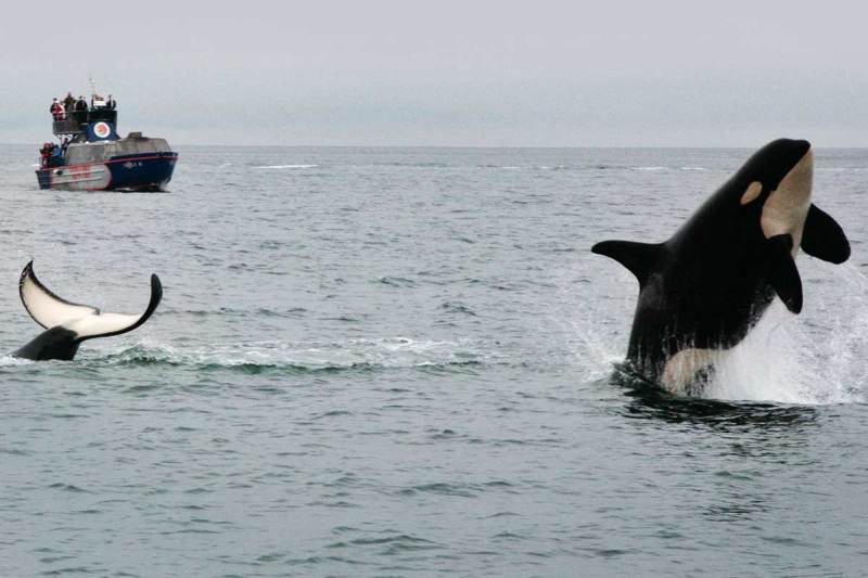 See orcas breeching on a whale watching tour in Tofino