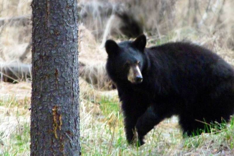 The coastal British Columbia forest are perfect habitat for spotting black bears